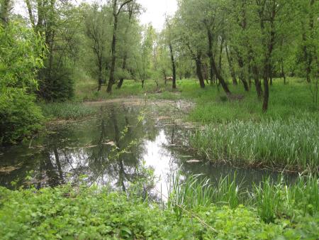 Mlaka v poplavnem gozdu ob Muri_Avtorica_Monika Podgorelec